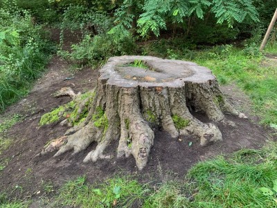 Metamorphose #5 (work in progress)